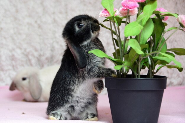 写真 鍋の中の動物のクローズアップ