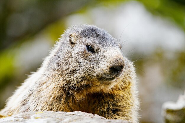 写真 遠くを見ている動物のクローズアップ