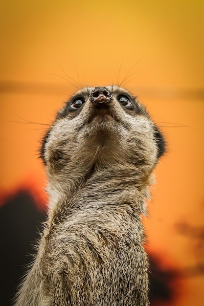 写真 遠くを見ている動物のクローズアップ