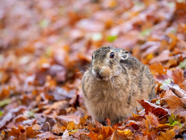 写真 秋の野原での動物のクローズアップ