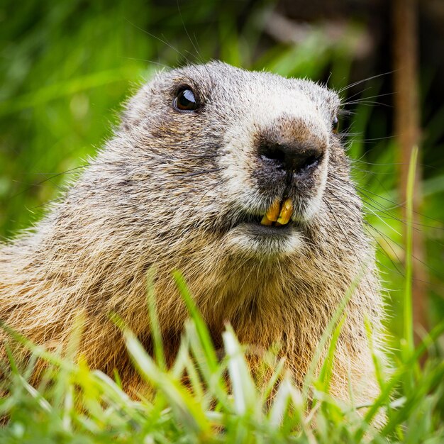 写真 フィールドでの動物のクローズアップ