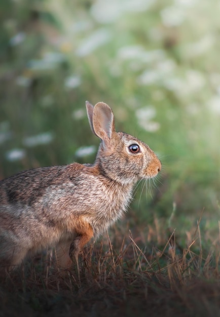 写真 フィールドでの動物のクローズアップ