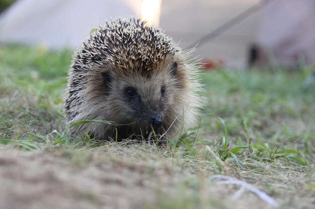 写真 草の上にある動物のクローズアップ