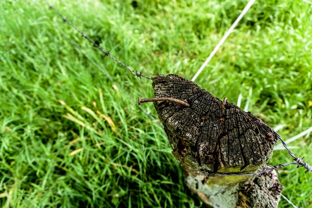 写真 草の上にある動物のクローズアップ