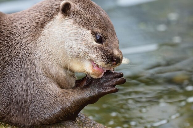 写真 動物のクローズアップ