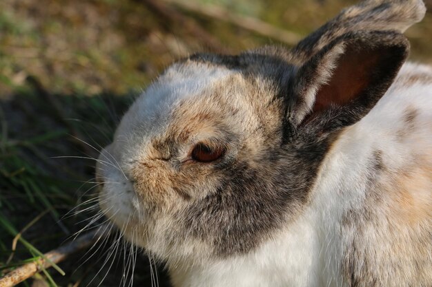 写真 動物のクローズアップ