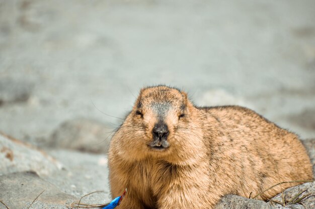 写真 動物のクローズアップ