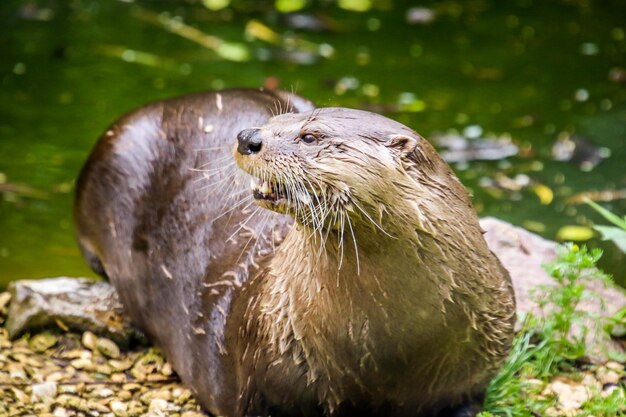 写真 動物のクローズアップ