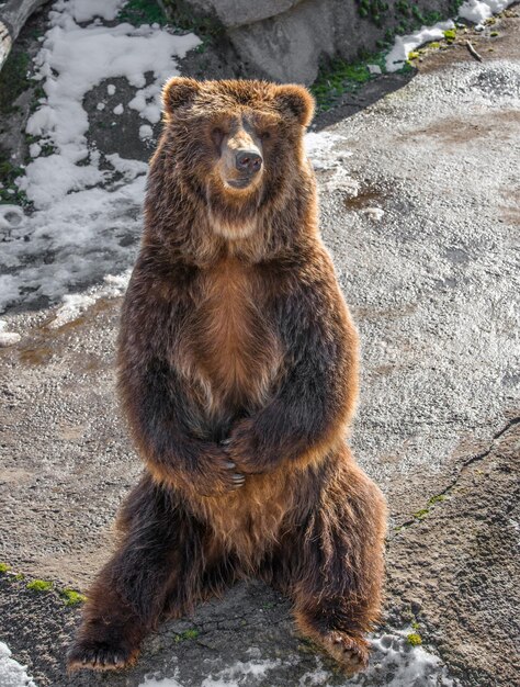 写真 動物のクローズアップ