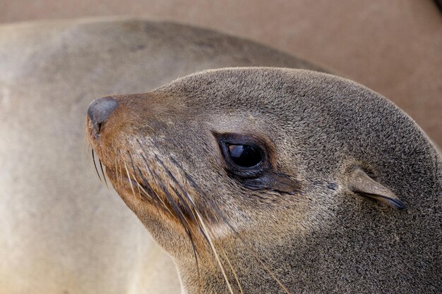 写真 動物のクローズアップ