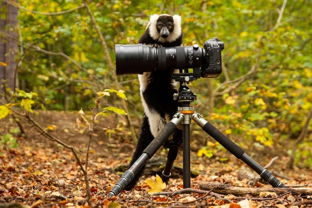 写真 動物のクローズアップ