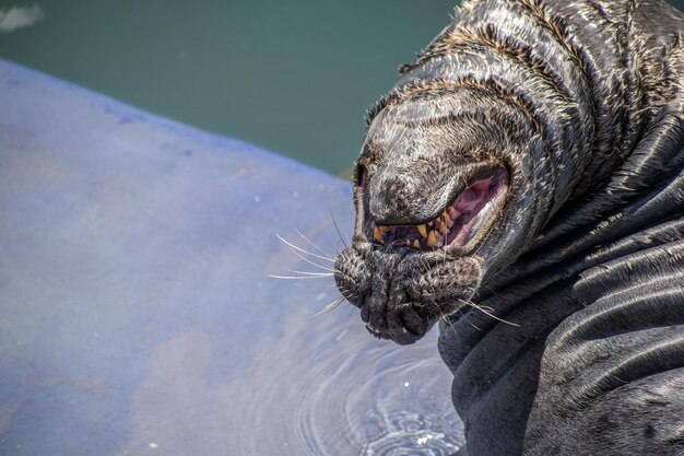 写真 動物のクローズアップ