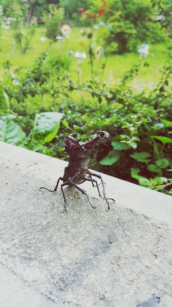 写真 動物のクローズアップ