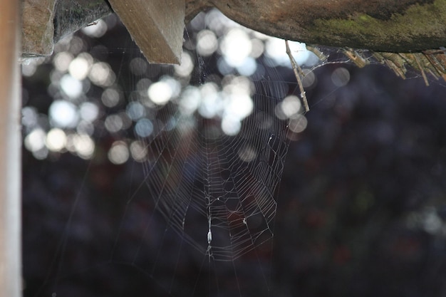 写真 動物のクローズアップ