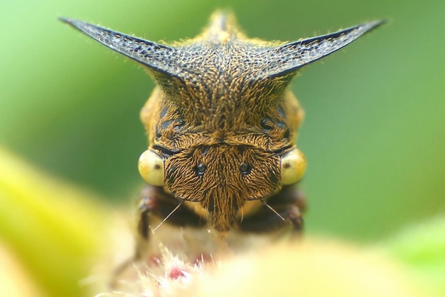 写真 花の上の昆虫のクローズアップ