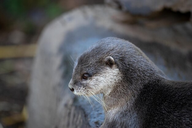 写真 ウッター の クローズアップ