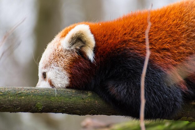 写真 動物園の動物のクローズアップ