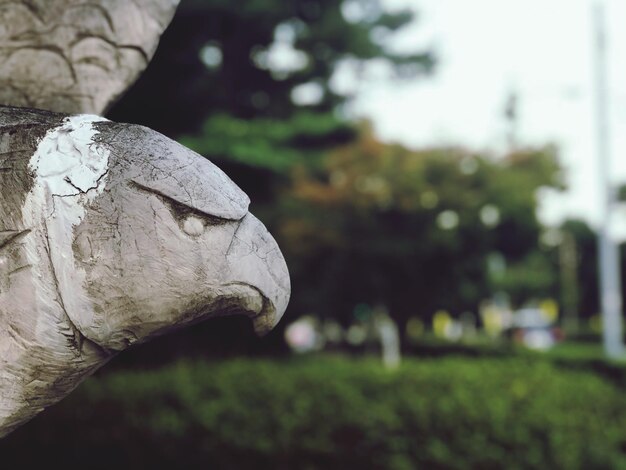 写真 動物の頭蓋骨のクローズアップ