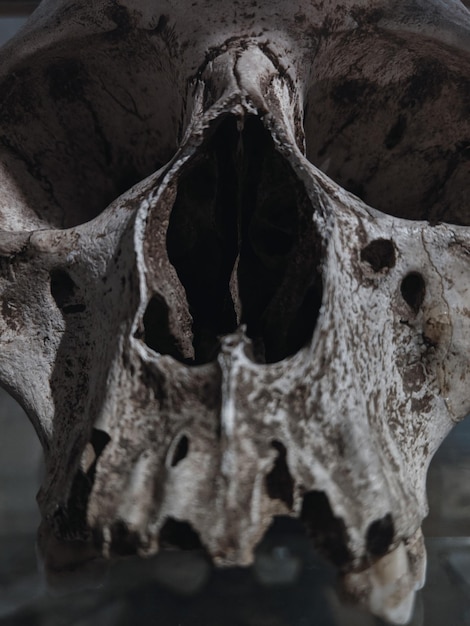 사진 동물의 두개골의 클로즈업