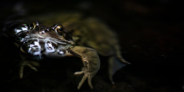 写真 動物のクローズアップ