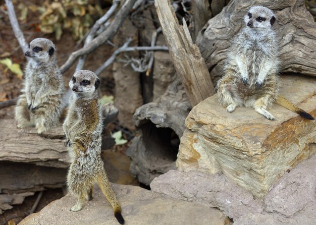 写真 動物のクローズアップ