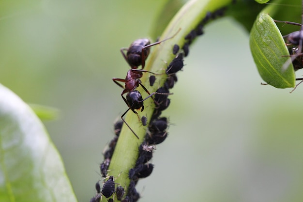 写真 植物上のアリのクローズアップ