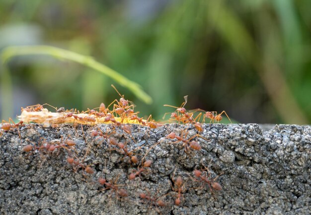 Фото Крупный план муравья на скале