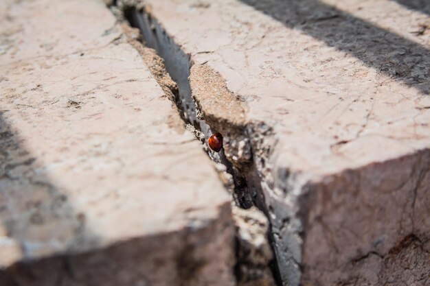 Фото Ближайший план муравья на дереве