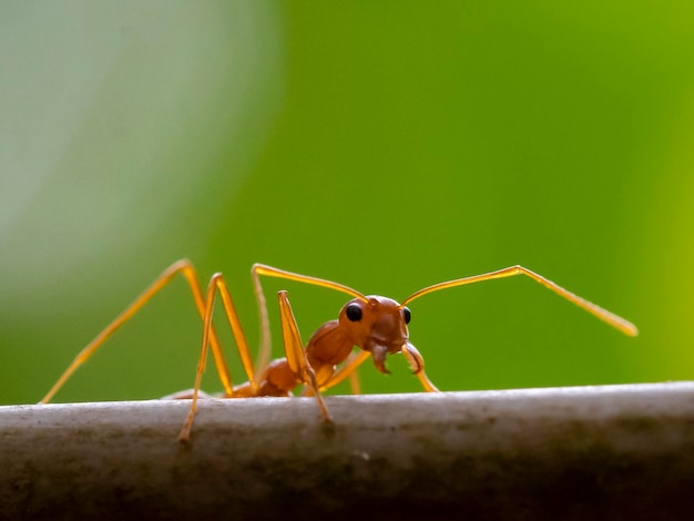사진 개미 의 클로즈업