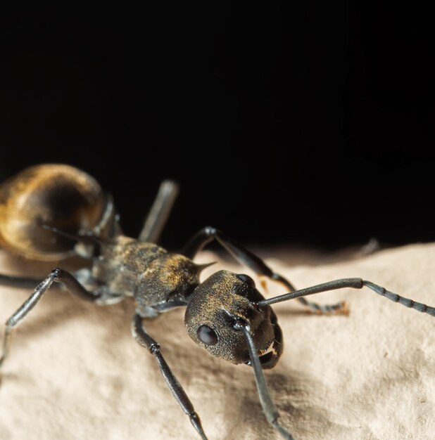 Фото Крупный план муравья