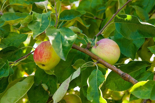 写真 樹の上でリンゴが育つクローズアップ