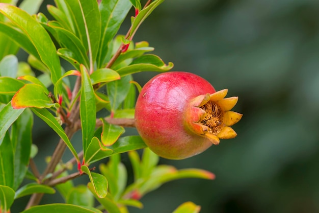 写真 植物上のリンゴのクローズアップ