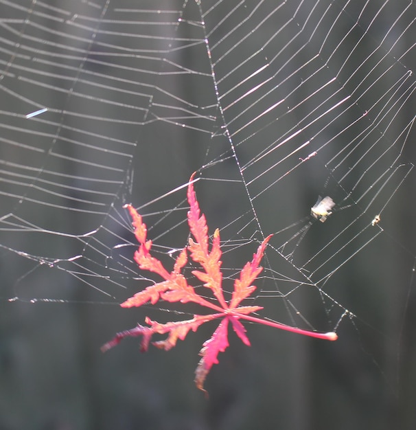 写真 蜘蛛の網に閉じ込められた秋の葉のクローズアップ