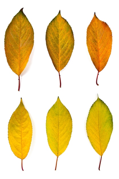 Фото Близкий план осенних листьев на белом фоне