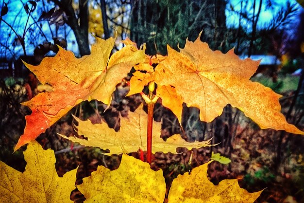 写真 森の木の上で成長する秋の葉のクローズアップ