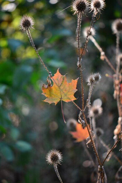 写真 植物の秋の葉のクローズアップ