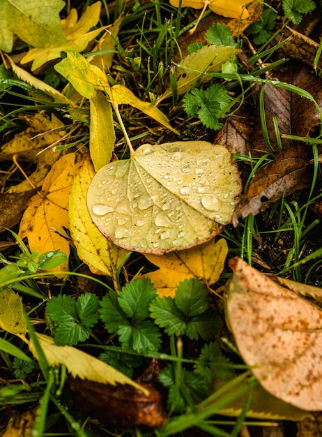 Фото Крупный план осенних листьев каплями дождя