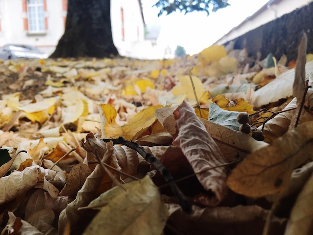 Фото Крупный план осенних листьев