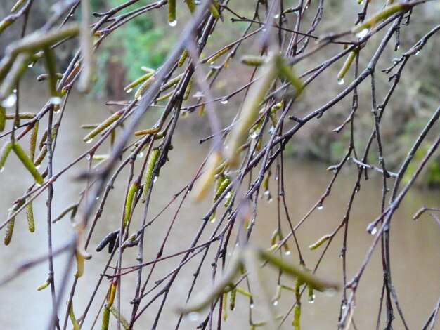 写真 畑 の 竹 の 植物 の 近く の 写真