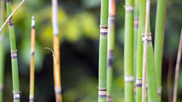 写真 バンブー植物のクローズアップ