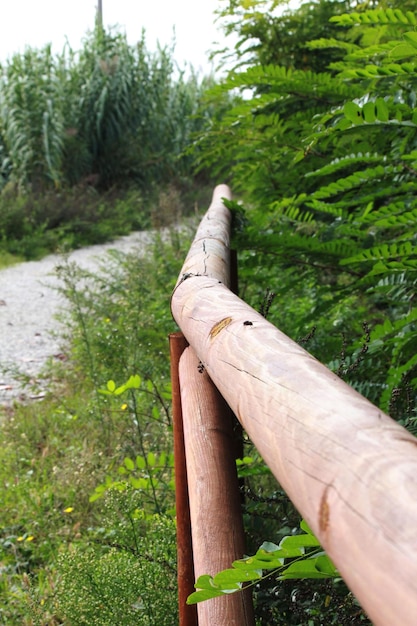 Фото Близкий план ствола бамбука