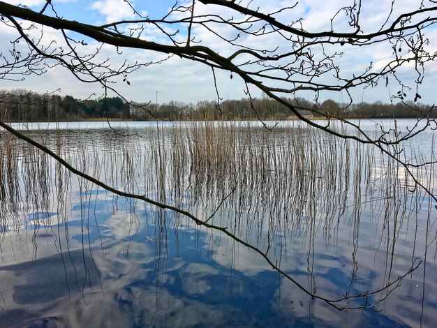 사진 하늘 을 배경 으로 호수 에 있는 벌거벗은 나무 의 클로즈업