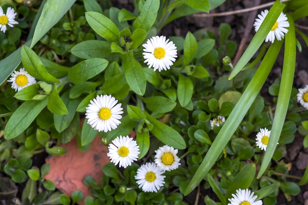 柔らかく白い花びらと豪華な緑の葉とワスレナグサの芽の間に咲く黄色いハートを持つ美しい明るく新鮮な野原のヒナギクのクローズアップ。自然概念の美しさ。