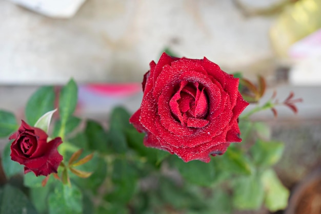 写真 緑の庭の美しい新鮮な赤いバラの花のクローズアップ