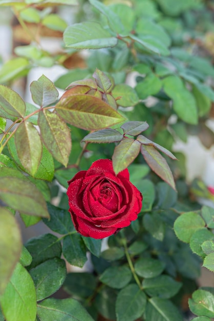 写真 緑の庭の美しい新鮮な赤いバラの花のクローズアップ