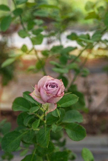 Фото Крупным планом красивый свежий цветок розы в зеленом саду