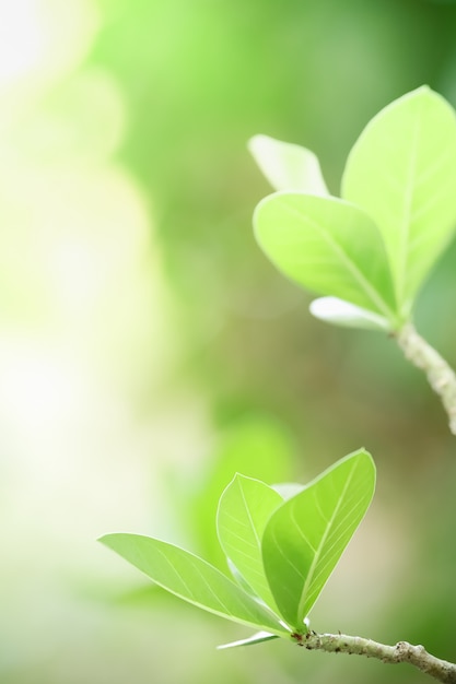 사진 bokeh 및 복사 공간 배경으로 사용 하여 햇빛 아래 흐리게 녹지 배경에 아름 다운 자연보기 녹색 잎의 닫습니다 자연 식물 풍경, 생태 벽지 개념입니다.