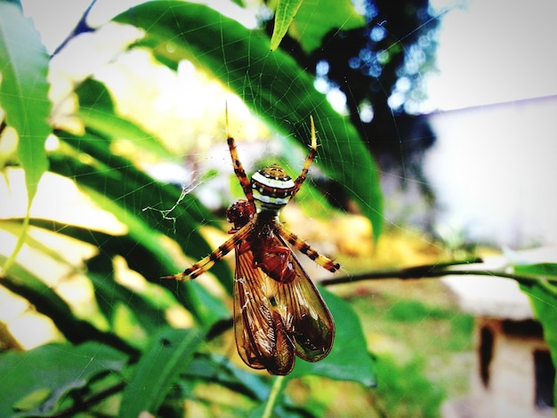 Фото Близкий план пчелы и паука на паутине