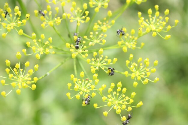 写真 花のそばを飛ぶミツバチのクローズアップ