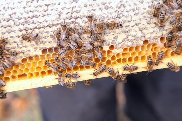 写真 蜂の巣の上にあるミツバチのクローズアップ